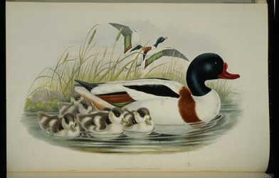 Muszla Kaczka (Tadorna Vulpanser) (ręcznie kolorowana lito)