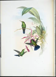 Erythronota Zofii (Erythronota Sophiae) (ręcznie kolorowana lito)