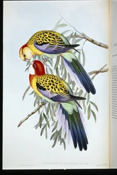 Splendid Parakeet (Splendid Palatycercus) (lito ręcznie kolorowane)