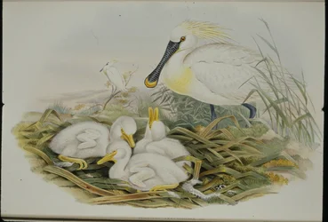 Warzęcha (Platalea Leucorodia) (ręcznie barwiona litho)