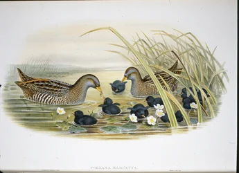Kropka cętkowana (Porzana Maruetta) (lito ręcznie kolorowane)