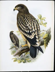 Orlik cętkowany (Aquila Naevia) (lito ręcznie kolorowane)