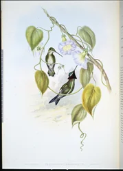 Gwiaździste gardło (heliomaster mesoleucus) (ręcznie barwione litho)
