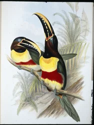 Tukan Siarkowo-Biały (Ramphastos Vitellinus) (ręcznie barwiony lito)