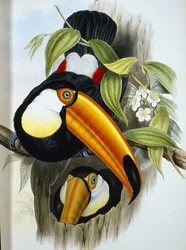 Toco Tukan (Ramphastos Toco) (lito ręcznie kolorowane)