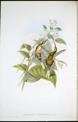 Pustelnik z trenem (Phaethornis Syrmatophorus)