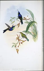 Panoplit z Veraguan (Thalurania Venusta)