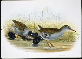 Szyna wodna (Rallus Aquaticus) (lito ręcznie kolorowane)