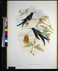 Jaskółka zachodnia (eupetomena hirundo) (ręcznie kolorowana litho)