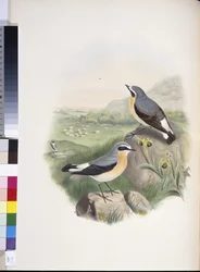 Wheatear (Oenanthe oenanthe) (ręcznie barwiony litho)