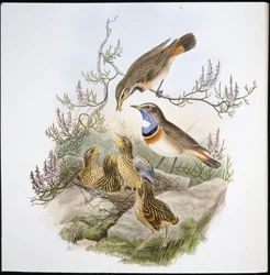 Białogardły Bluebreast (Cyanecula Leucocyana) (ręcznie barwiony litho)