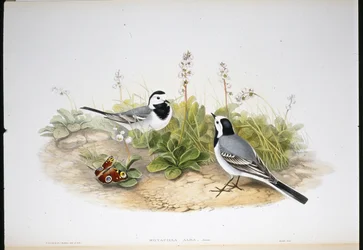 Pliszka biała (Motacilla Alba) (lito ręcznie kolorowane)