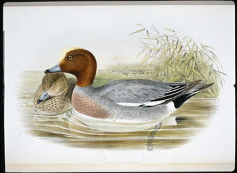 Widgeon (Mareca Penelope) (lito ręcznie kolorowane)