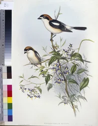 Dzierzba leśna (Enneoctonus Rufus) (ręcznie barwiony litho)