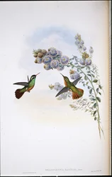 Koliber Xantusa (Heliopaedica Xantusia) (ręcznie malowany litho)