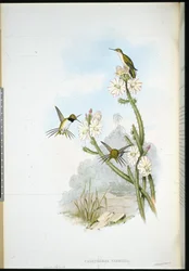 Koliber rakietnik Yarrell