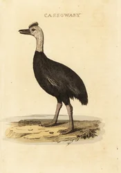 Kazuar południowy , Casuarius casuarius