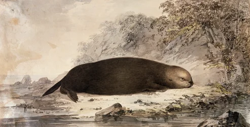 Wydra morska, grawer wg rysunku Johna Webbera (1750-1793) wykonany podczas trzeciej podróży Jamesa Cooka