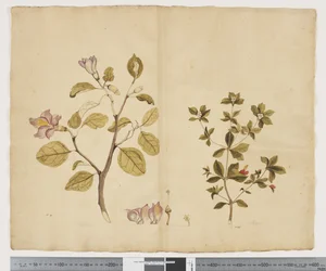 F.15 Lagunaria Patersonia; Alyxia gynopogon, c.1790-95 (akwarela i tusz na papierze)