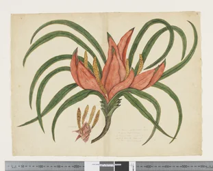 F.36 Freycinetia baueriana, c.1790-95 (akwarela i tusz na papierze)