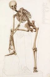 Studium anatomiczne: ludzki szkielet w pozie Praksytelesa „Hermes zapinający sandał”
