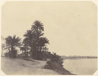 [Badania palm daktylowych]