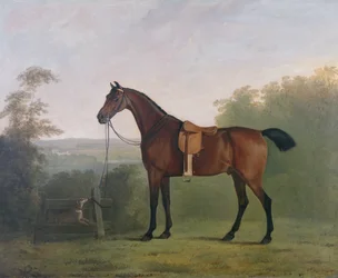 Łowca zatok w krajobrazie