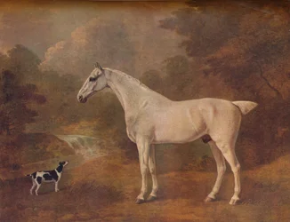 Siwy pchły i terier cętkowany, 1803.
