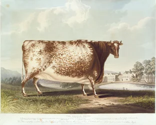 Jałówka Airedale, grawerowana przez R. Reeve, 1820 (kolor grawerowany)