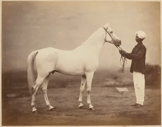 Koń generała porucznika Sir Fredericka Sleigh Robertsa, «Vonolel», około 1885