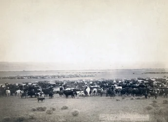 Kowboje wypasający bydło, Dakota Południowa ok. 1890 (zdjęcie czarno-białe)