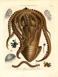 Helminthology; Tablica III - Rząd mięczaków lub galaretowatych robaków