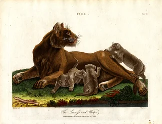 Lwica i młode (Felis; plansza II)