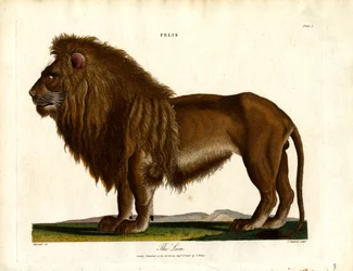 Lew (Felis; plansza I)