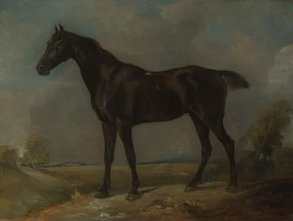 Czarny koń wierzchowy Goldinga Constable