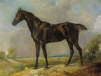 Czarny koń wierzchowy Goldinga Constable