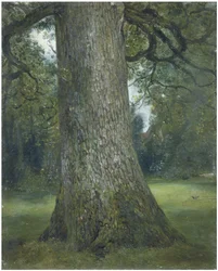 Studium pnia wiązu, ok. godz. 1824
