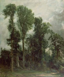 Drzewa w Hampstead
