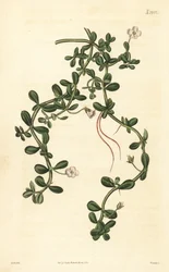 Brahmi lub hyzop wodny, Bacopa monnieri