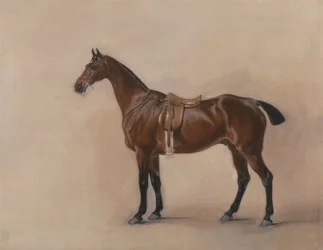 Studium Saddled Bay Hunter