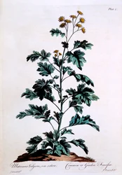 Common or Garden Feverfew, ilustracja z „Brytyjskiego zielarza”, marzec 1770