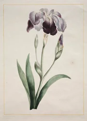 Irys japoński (duża niebieska tęczówka)