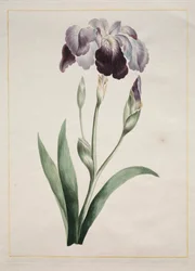 Irys japoński duży niebieski irys, 1801.