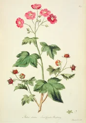Malina: Sweet Canada (pl.45) z „The British Herbal...” Johna Edwardsa (fl.1763-1812)