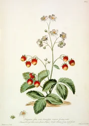 Truskawka: owalna włócznia, szorstkie liście i owalny owoc z „The British Herbal...”