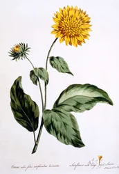 Słonecznik z dużymi, postrzępionymi liśćmi, ilustracja z „The British Herbalist”, opublikowana w marcu 1770 r.