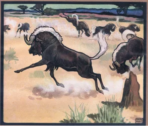 Gnu antylopa