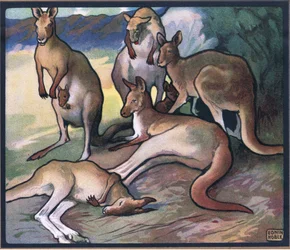 Kangury