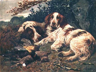 Para wątrobianych i białych clumber spanieli przy torbie dnia