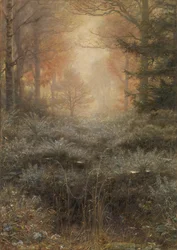Furze zalane rosą